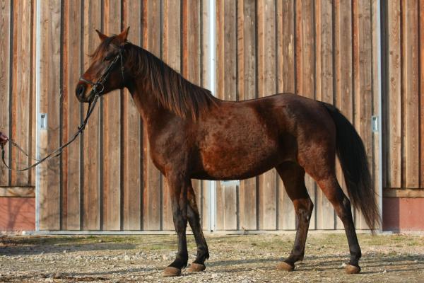 Nellie (Gestüt an der Hainleite), Bild Nr. 2 Nellie (Gestüt an der Hainleite), Bild Nr. 2