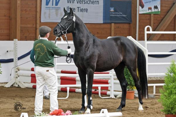 Milan (Rappe) / Shagya-Araber (CA-frei)*, Bild Nr. 8
