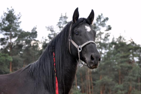 Milan (Rappe) / Shagya-Araber (CA-frei)*, Bild Nr. 4