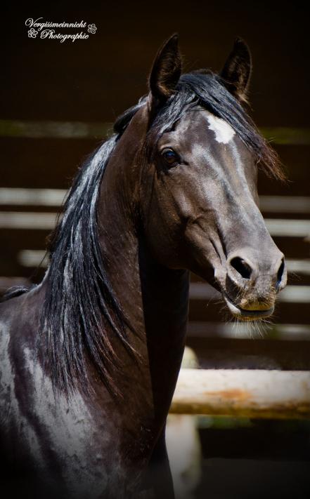 Milan (Rappe) / Shagya-Araber (CA-frei)*, Bild Nr. 2