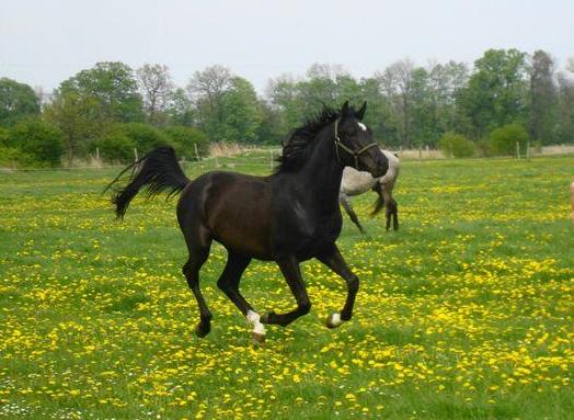 Milan (Rappe) / Shagya-Araber (CA-frei)*, Bild Nr. 7