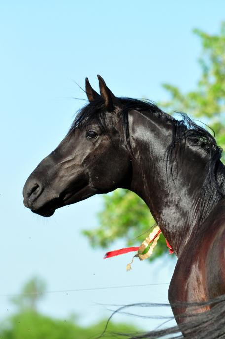 Milan (Rappe) / Shagya-Araber (CA-frei)*, Bild Nr. 3