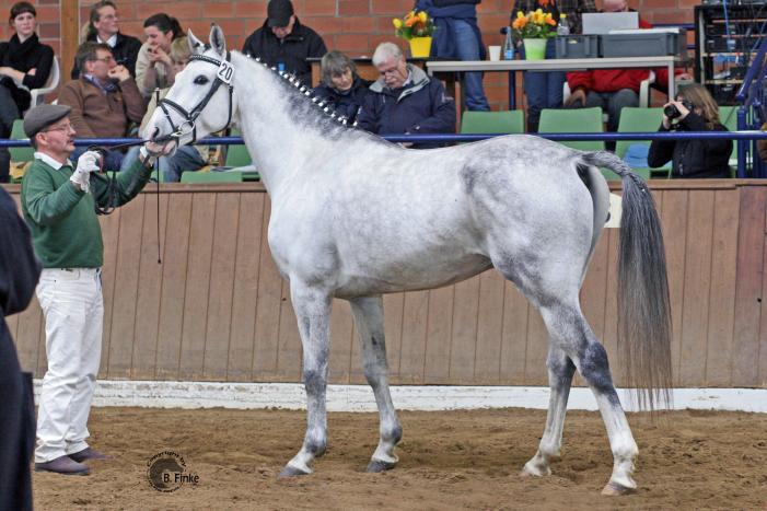Salazar S / Shagya-Araber (CA-frei)*/  Tiefgefriersperma ab 2016, Bild Nr. 4