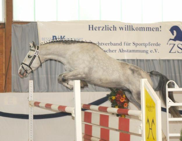 Salazar S / Shagya-Araber (CA-frei)*/  Tiefgefriersperma ab 2016, Bild Nr. 14