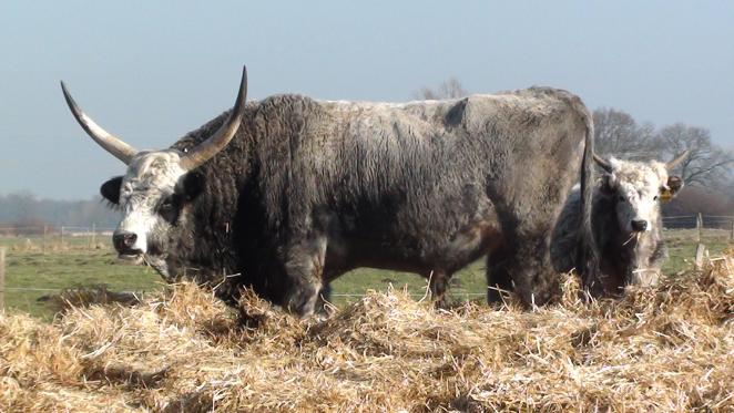 Zuchtbulle  "Dobó", Bild Nr. 1