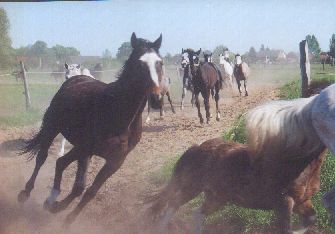 Weidebankett, Bild Nr. 1